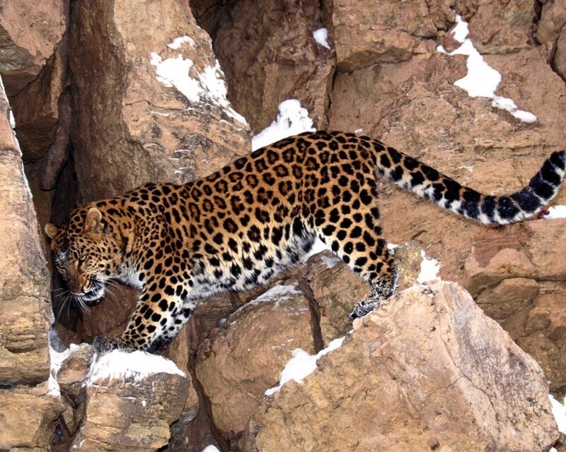 Leopard on snowy rocks