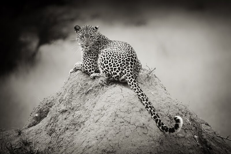 Leopard on Termite Mound