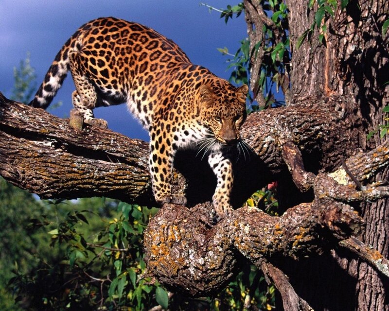 Leopard on Tree Branch — Alert