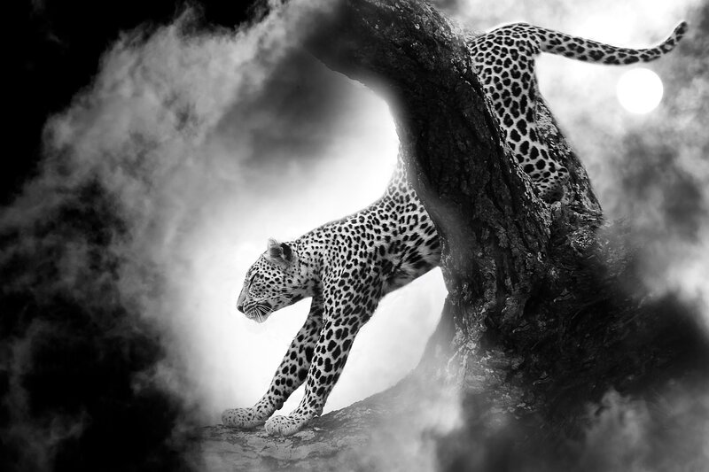 Leopard on Tree Branch — Black, Dramatic