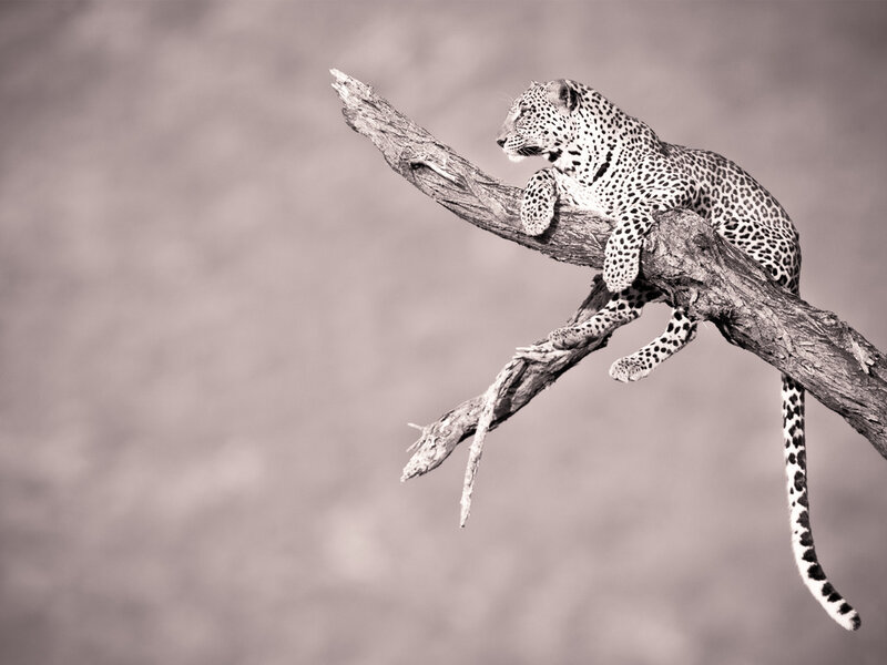 Leopard on Tree Branch — Black