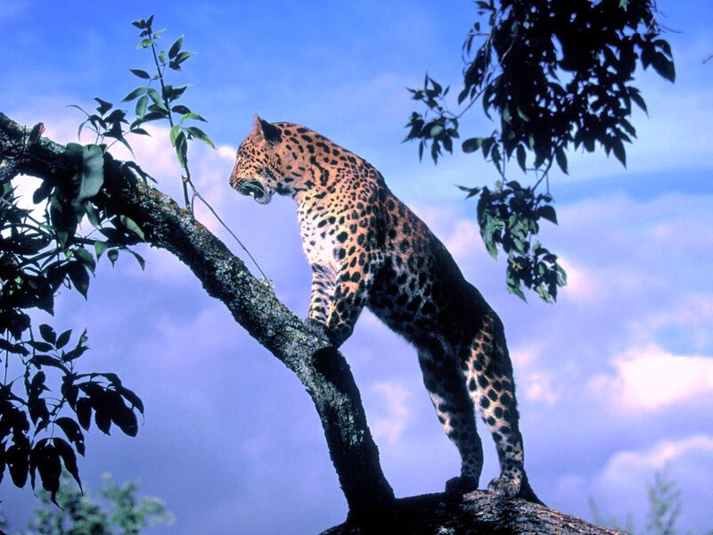 Leopard on Tree Branch — Blue, Calm, Afternoon