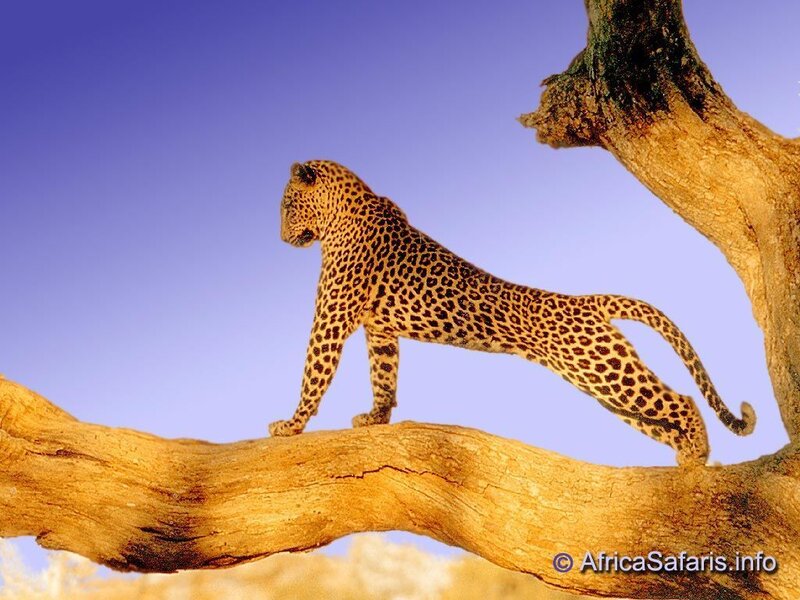 Leopard on Tree Branch — Blue, Calm, Sunset