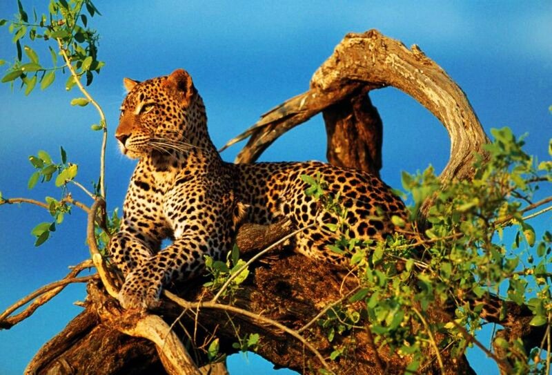 Leopard on Tree Branch — Blue, Calm