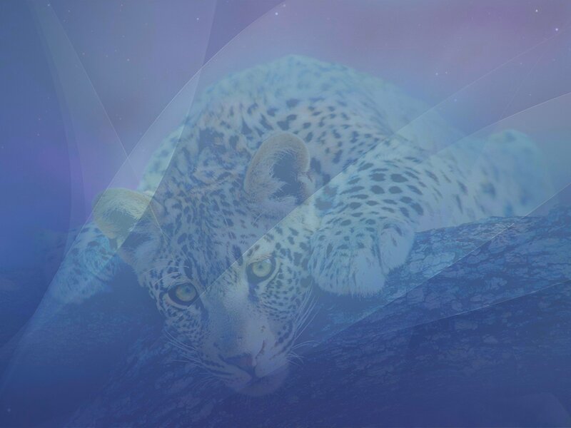 Leopard on Tree Branch — Blue, Mysterious