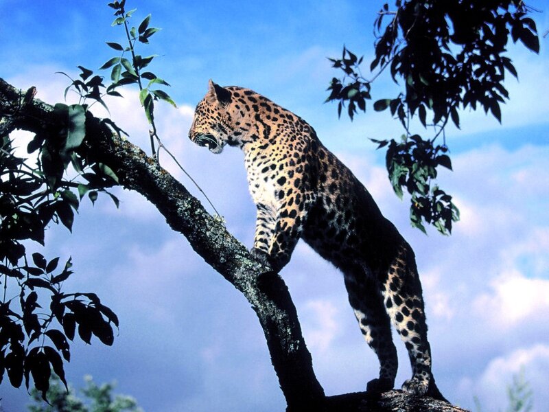 Leopard on Tree Branch — Blue, Natural, Afternoon, Photograph, Sky, Clouds