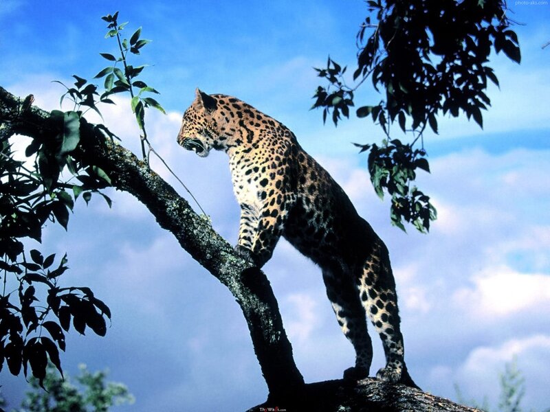 Leopard on Tree Branch — Blue, Natural, Afternoon, Photograph