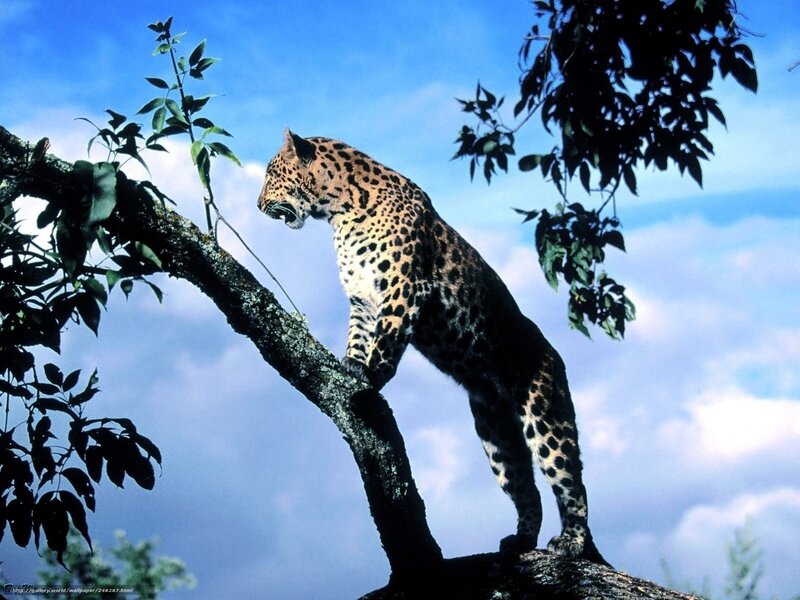 Leopard on Tree Branch — Blue, Natural, Afternoon
