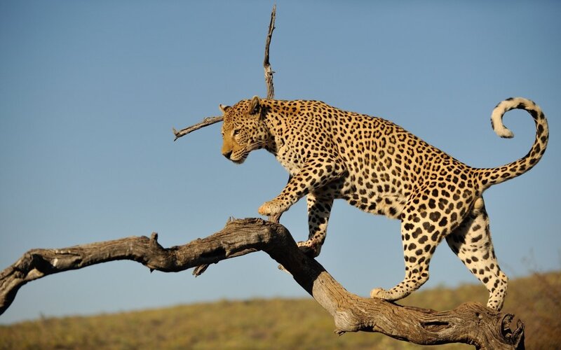 Leopard on Tree Branch — Blue, Natural