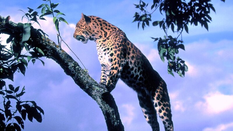 Leopard on Tree Branch — Blue