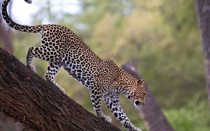 Leopard on Tree Branch — Brown, Alert, Afternoon, Photograph, Forest, Green, Black