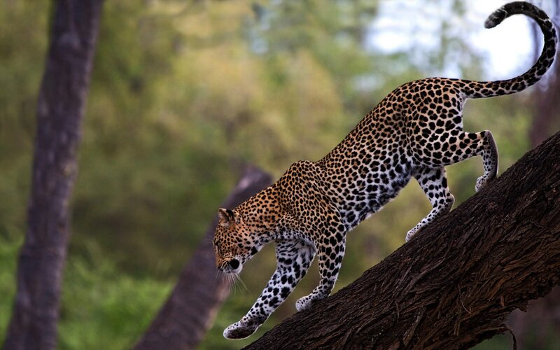 Leopard on Tree Branch — Brown, Alert, Afternoon, Photograph, Forest