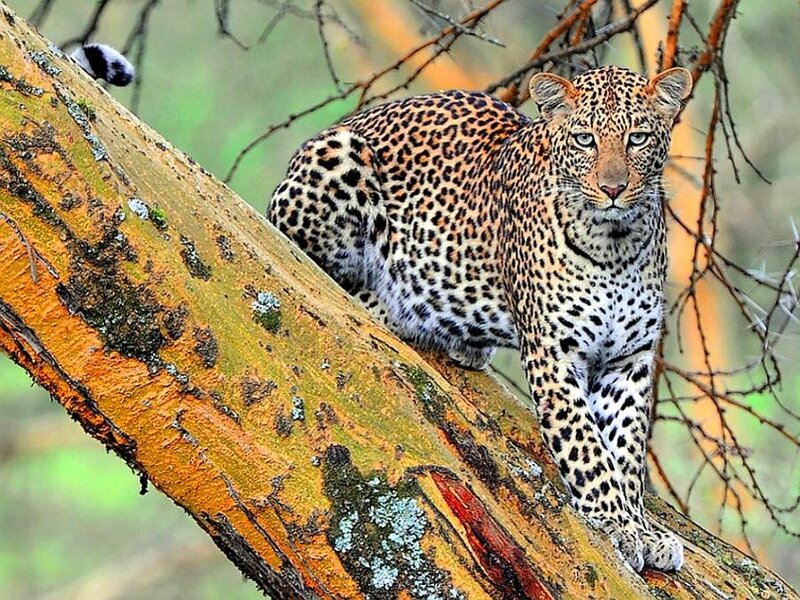 Leopard on Tree Branch — Brown, Alert, Afternoon, Photograph, Forest, Yellow