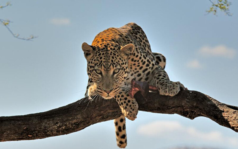 Leopard on Tree Branch — Brown, Alert, Afternoon, Photograph, Tree Branch, Sky