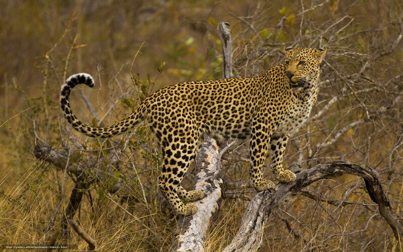 Leopard on Tree Branch — Brown, Alert, Afternoon, Photograph, Tree Branch