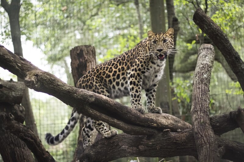 Leopard on Tree Branch — Brown, Alert, Afternoon, Photograph, Tree Branches