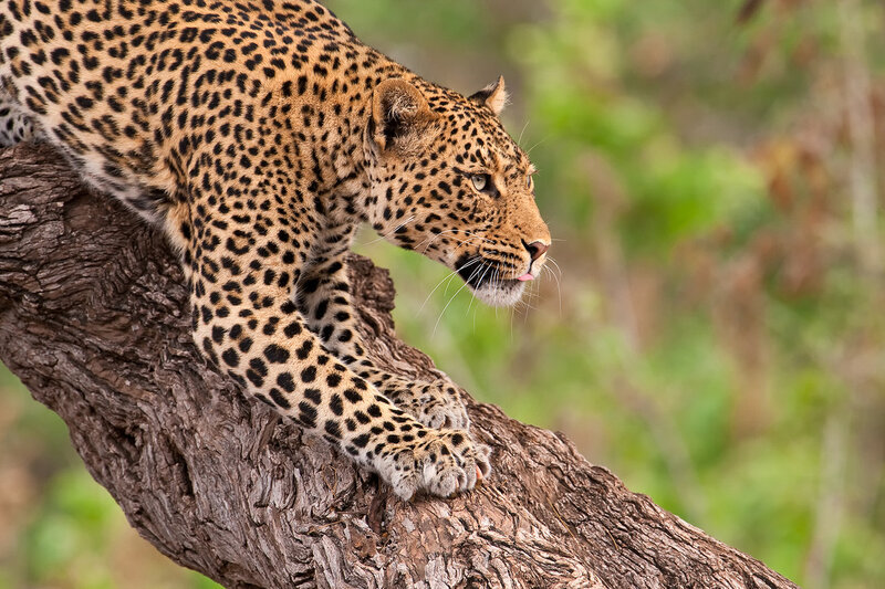 Leopard on Tree Branch — Brown, Alert, Afternoon
