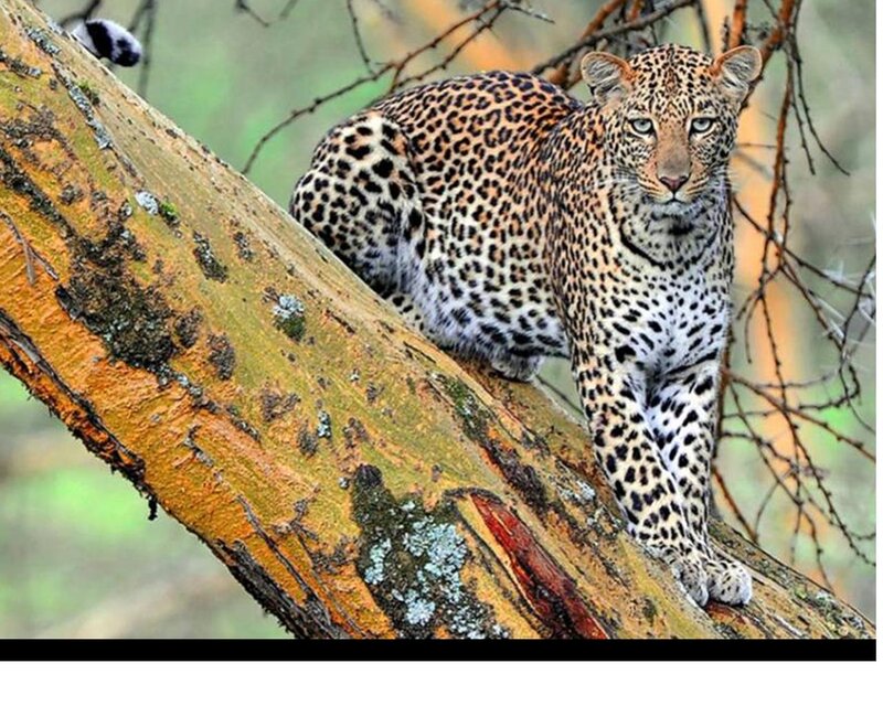 Leopard on Tree Branch — Brown, Alert, Photograph