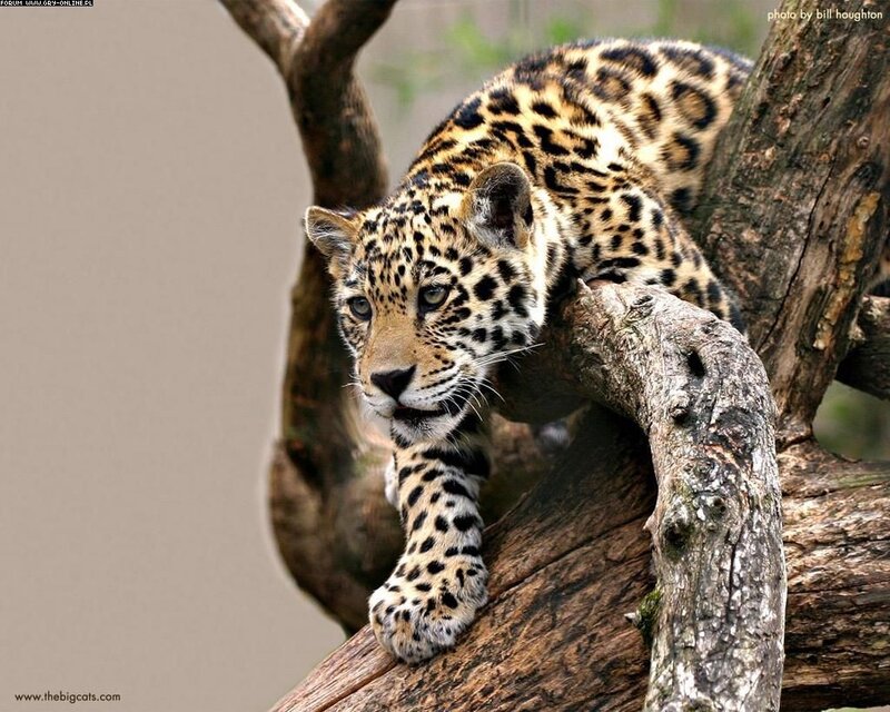 Leopard on Tree Branch — Brown, Alert, Photograph, Tree Branch, Forest