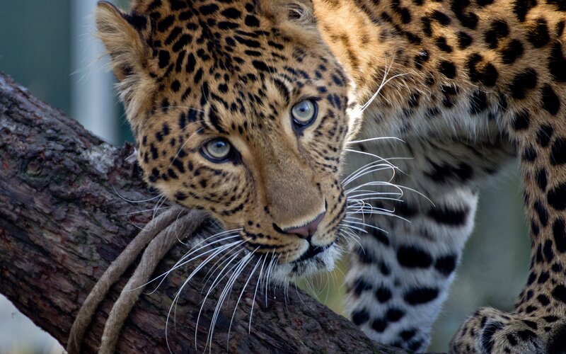 Leopard on Tree Branch — Brown, Alert, Photograph, Tree Branch, Rope