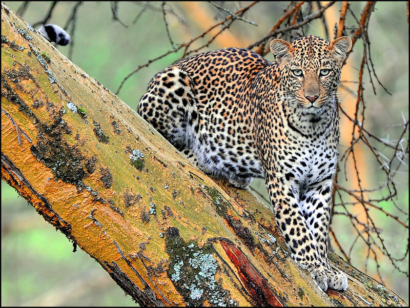 Leopard on Tree Branch — Brown, Alert