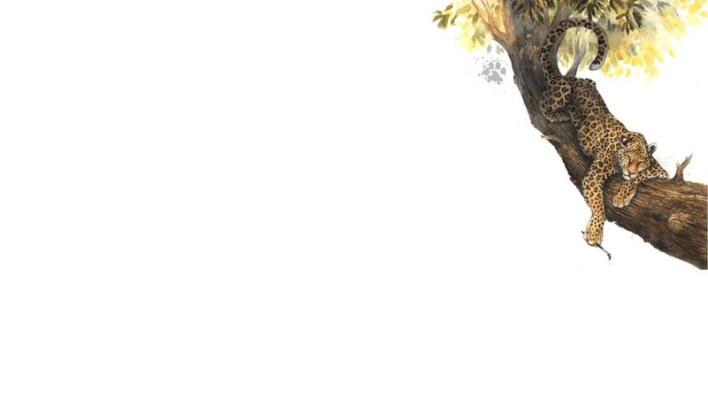 Leopard on Tree Branch — Brown, Calm, Afternoon, Illustration