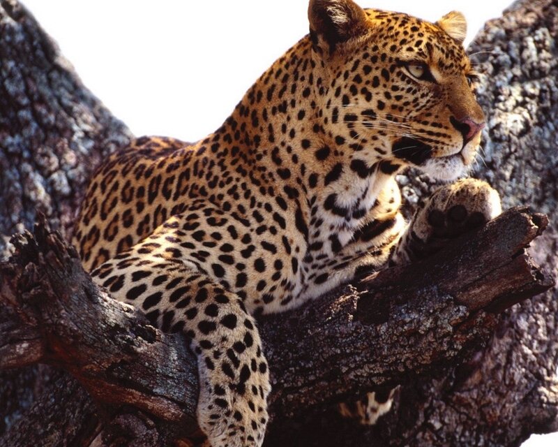 Leopard on Tree Branch — Brown, Calm, Afternoon, Photograph, Black