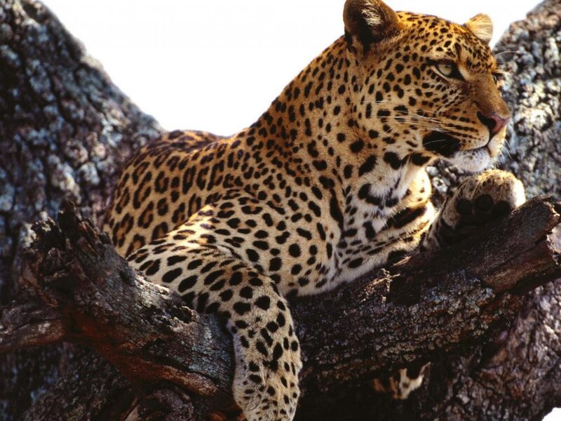 Leopard on Tree Branch — Brown, Calm, Afternoon, Photograph, Black, White
