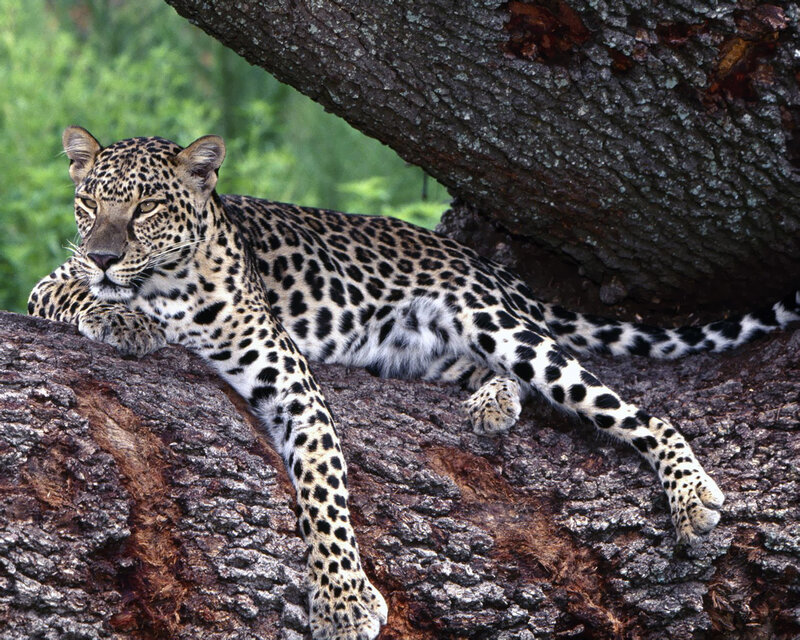 Leopard on Tree Branch — Brown, Calm, Afternoon, Photograph, Forest