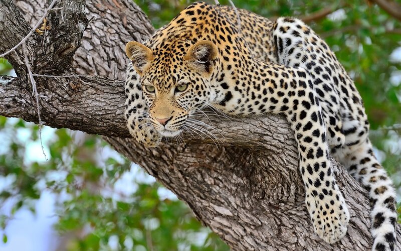 Leopard on Tree Branch — Brown, Calm, Afternoon, Photograph, Green Leaves
