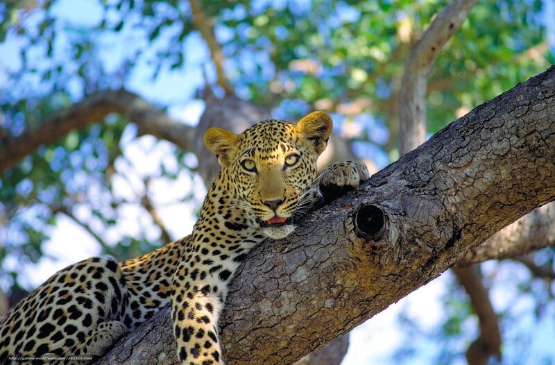Leopard on Tree Branch — Brown, Calm, Afternoon, Photograph, Sky
