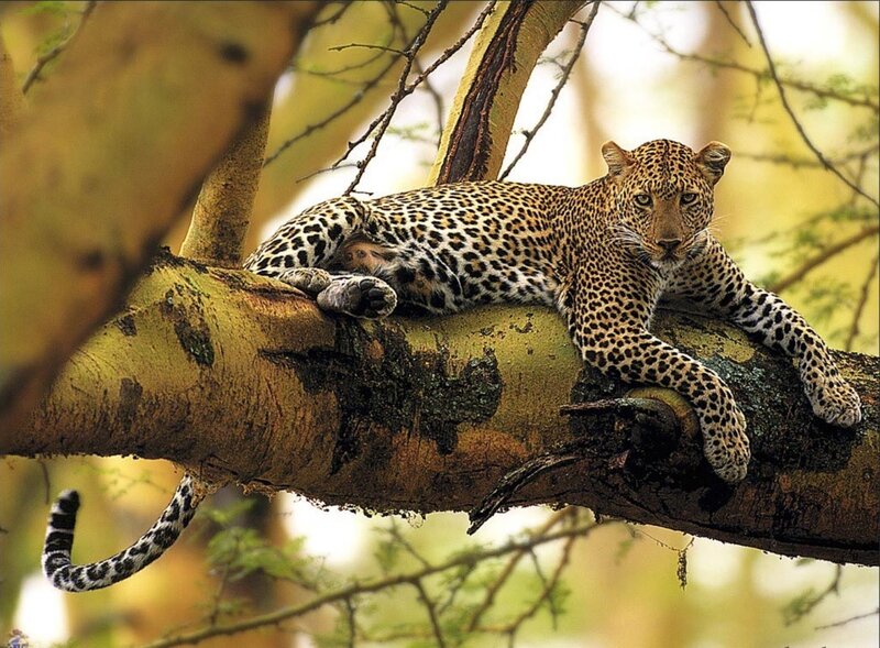 Leopard on Tree Branch — Brown, Calm, Afternoon, Photograph, Tail