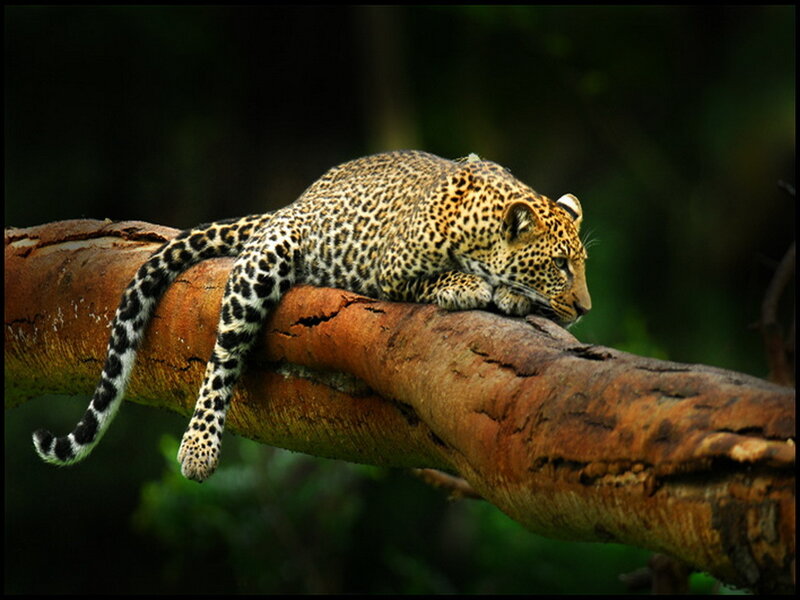 Leopard on Tree Branch — Brown, Calm, Afternoon, Photograph