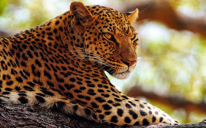 Leopard on Tree Branch — Brown, Calm, Afternoon, Photograph, Tree Branch, Forest
