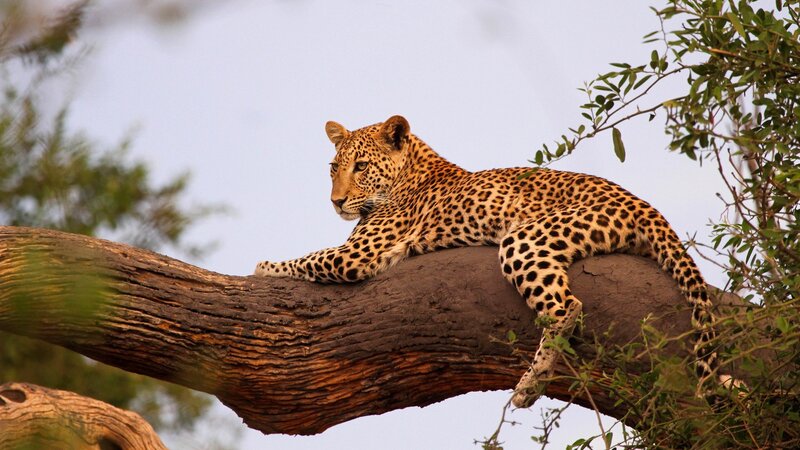 Leopard on Tree Branch — Brown, Calm, Afternoon, Photograph, Tree Branch, Sky, Leaves