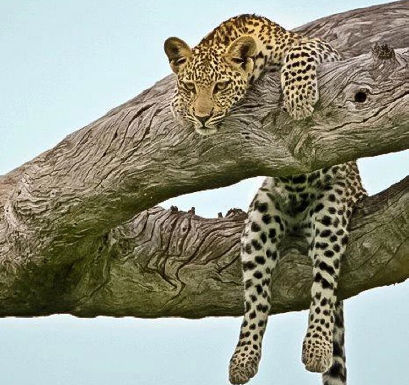 Leopard on Tree Branch — Brown, Calm, Afternoon, Photograph, Tree Branch, Sky