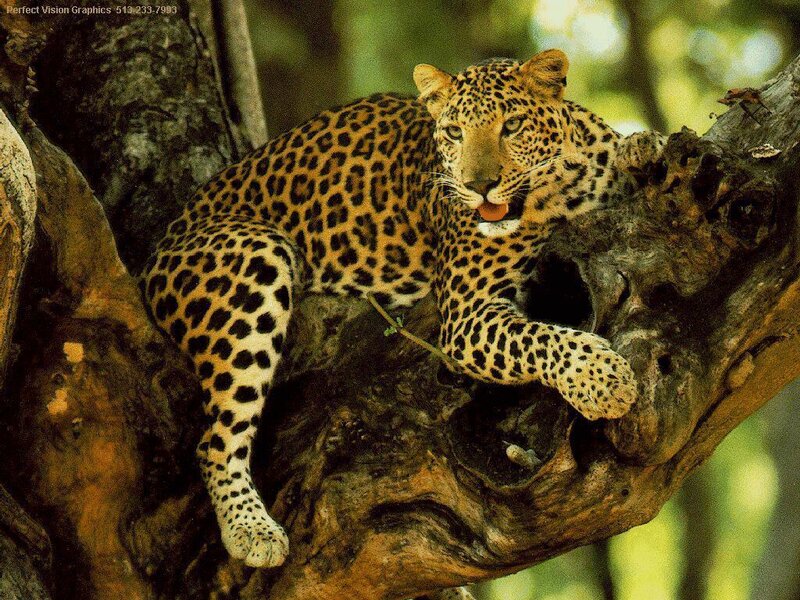 Leopard on Tree Branch — Brown, Calm, Afternoon