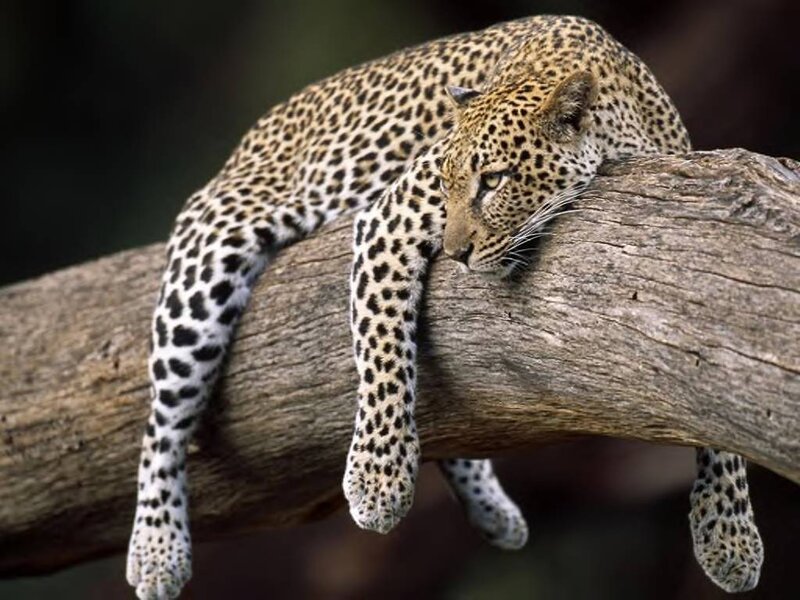 Leopard on Tree Branch — Brown, Calm, Photograph
