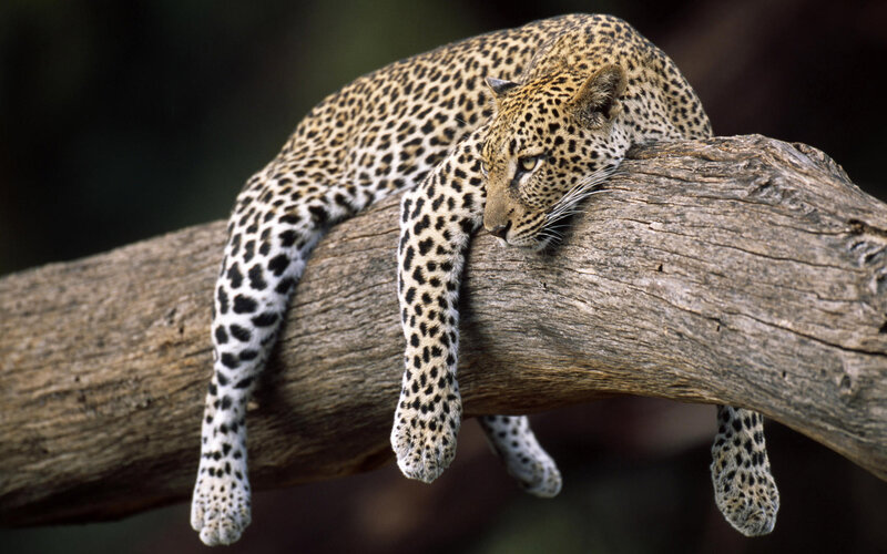 Leopard on Tree Branch — Brown, Calm, Photograph, Tree Branch