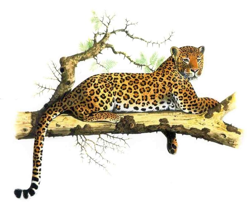 Leopard on Tree Branch — Brown, Calm