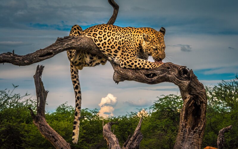 Leopard on Tree Branch — Brown, Dramatic, Afternoon, Photograph
