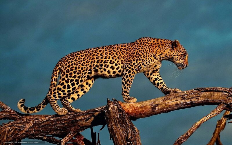 Leopard on Tree Branch — Brown, Dramatic, Afternoon