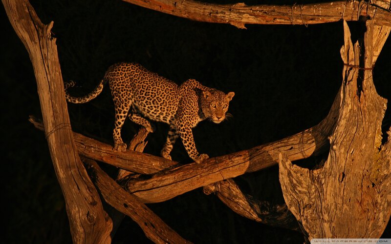 Leopard on Tree Branch — Brown, Dramatic, Night