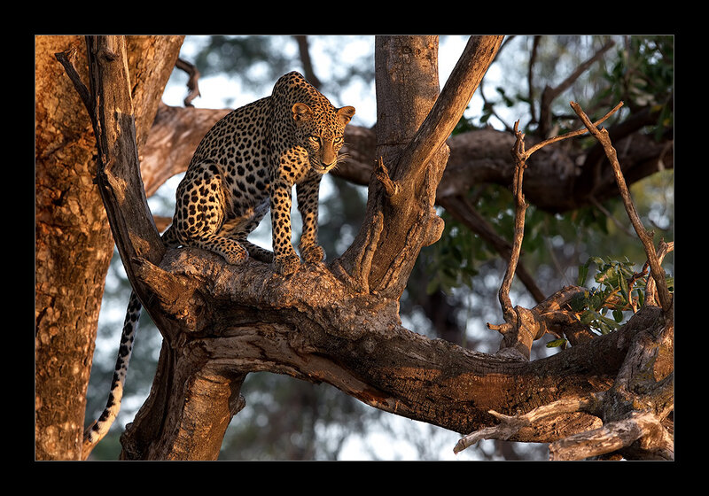 Leopard on Tree Branch — Brown, Dramatic, Sunset, Photograph, Sunlight