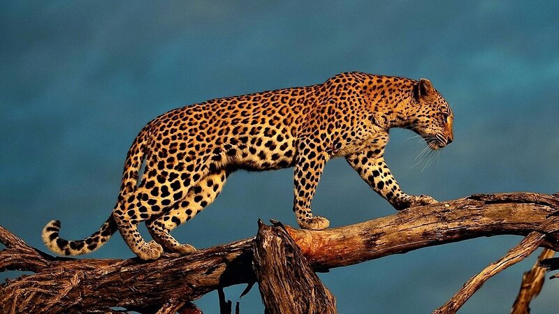 Leopard on Tree Branch — Brown, Dramatic, Sunset, Photograph