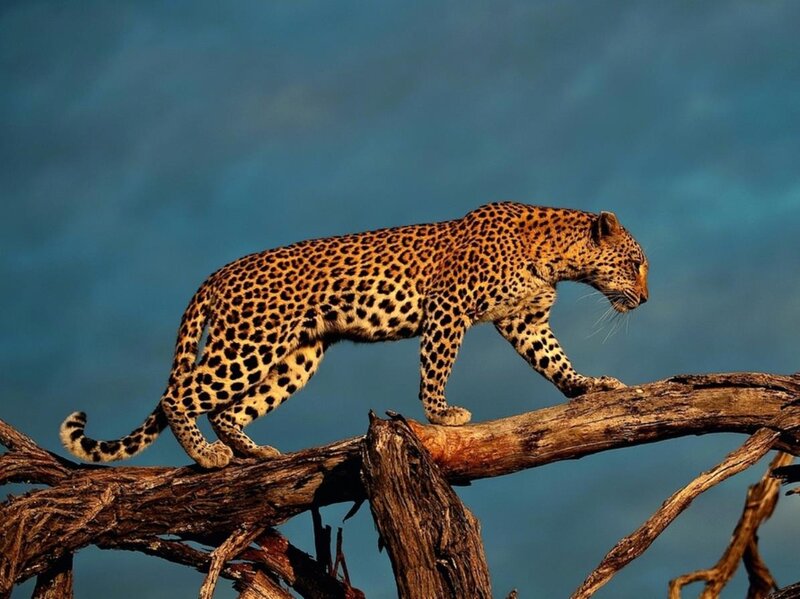 Leopard on Tree Branch — Brown, Dramatic