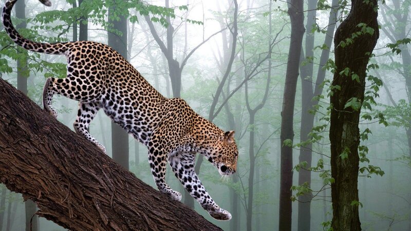 Leopard on Tree Branch — Brown, Misty, Morning