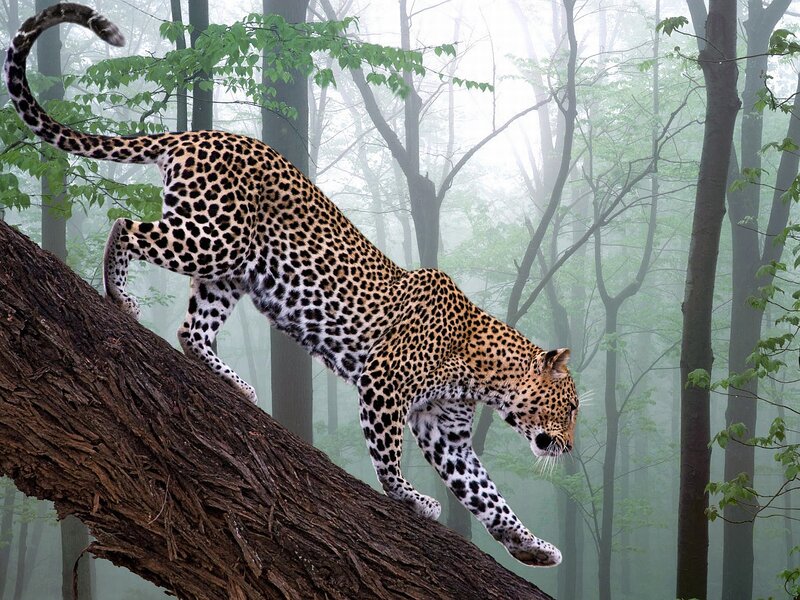 Leopard on Tree Branch — Brown, Misty