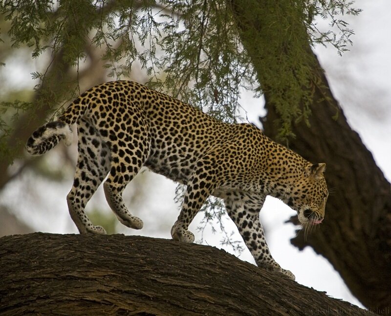 Leopard on Tree Branch — Brown, Natural, Afternoon, Photograph, Black