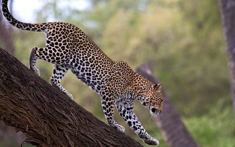 Leopard on Tree Branch — Brown, Natural, Afternoon, Photograph, Forest